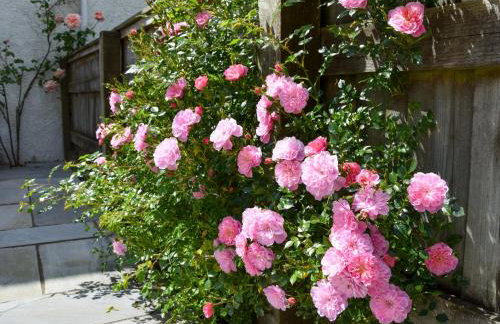 Sweet Briar - 8234 - Foto 1