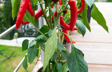 Meisterhaus Appartment 5 fischergasse 6 B - Foto 18