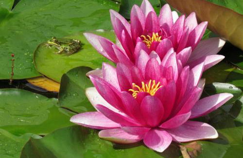 Fewo Scherb - Foto 34