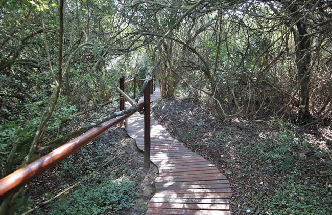 Teniqua Treetops - Foto 23