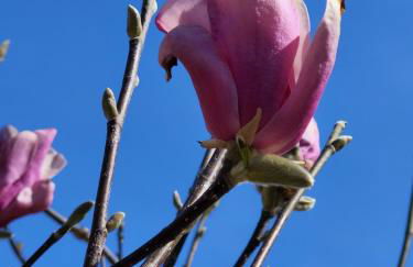 Magnolia Streamside Resort - Foto 48