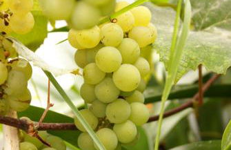 Torre Bella Gardens - Foto 58