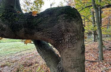 Rutland Hill Farmhouse - Foto 52