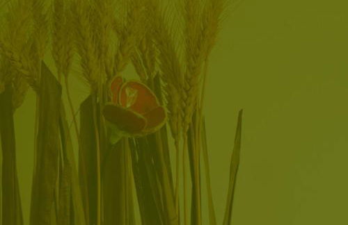 PASSAR P'LAS BRASAS - Foto 24