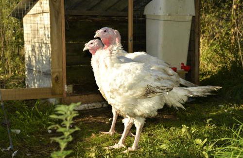 Maisonnette et gîte proches de la mer - Foto 18