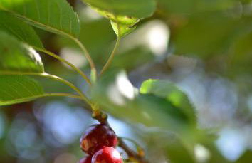 Gites dans les Champs - Foto 30