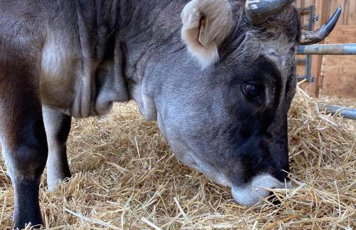 Ferienwohnung auf dem Bauernhof - Foto 18
