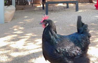 Mas Can Calet Aparthotel - Foto 94