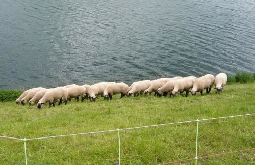 Haus Edelweiss Comfortable holiday residence - Foto 30