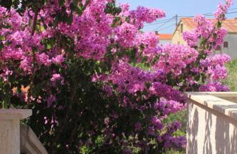 Apartments by the sea Ugljan - 8301 - Foto 9