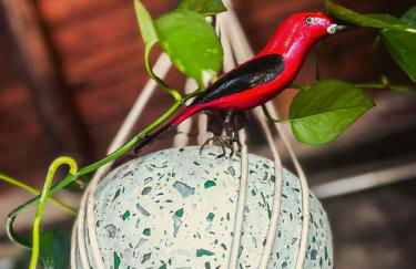 Sítio Passarim - Foto 60