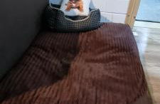 The Cottages - Pet Friendly - Photo 65