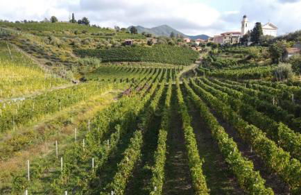 Al VIgneto - Foto 14