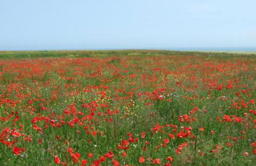 Charming Coastal Hideaway - Foto 76