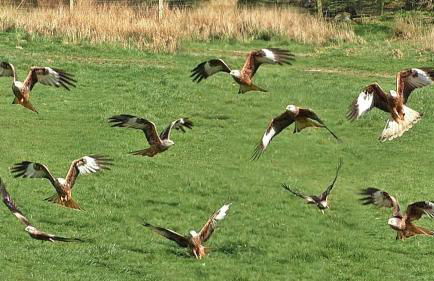 Gwilym's Stable - Foto 20