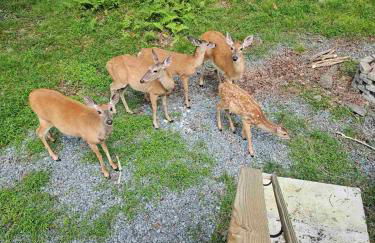 The Flying Dutchman Cottage in amenities filled Masthope community Ski Big Bear - Foto 14