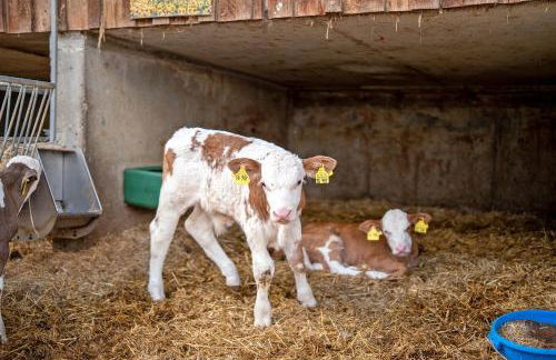 Ruhbauernhof - Foto 19