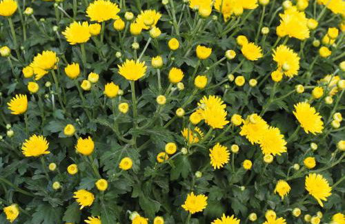 Ferienwohnung Pension Waldblick - Foto 38