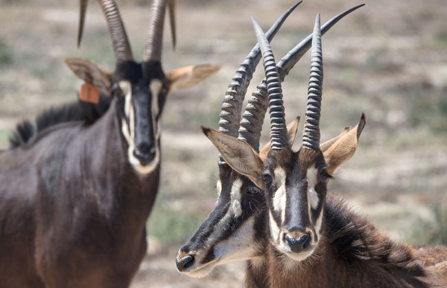 L'Ermitage Quagga Lodge - Photo 28