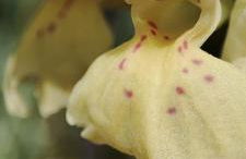 Ollar do Cido - Foto 34