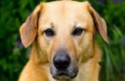 Holiday Home in Loubigne With Pool & Terrace - Foto 75