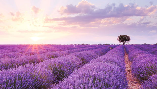 Provence Vineyards & Lavender Fields Private Sidecar Tour