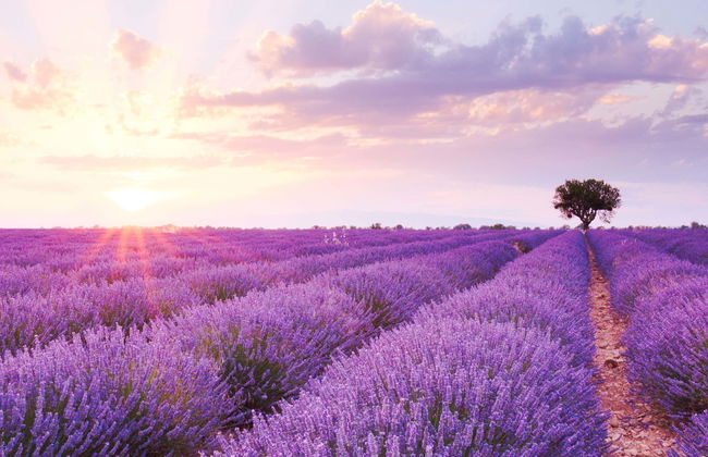 Balade privée en side-car dans les vignobles et les champs de lavande - Photo 5