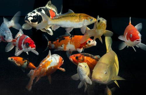 Amber Lights Coastal Getaway, Greatstone - Foto 5