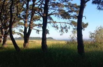 île Bacchus - Foto 18