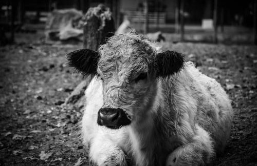 Ol’ Mel’s Farm - Foto 8