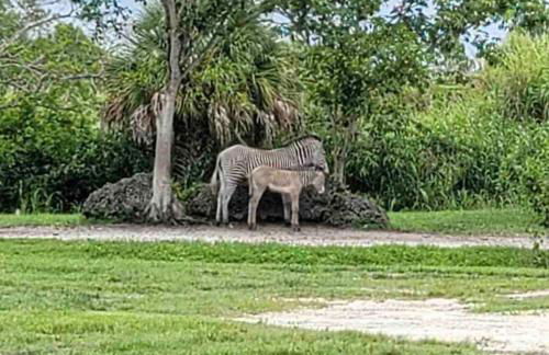 Amazing & cozy Duplex near Zoo Miami ! - Foto 93