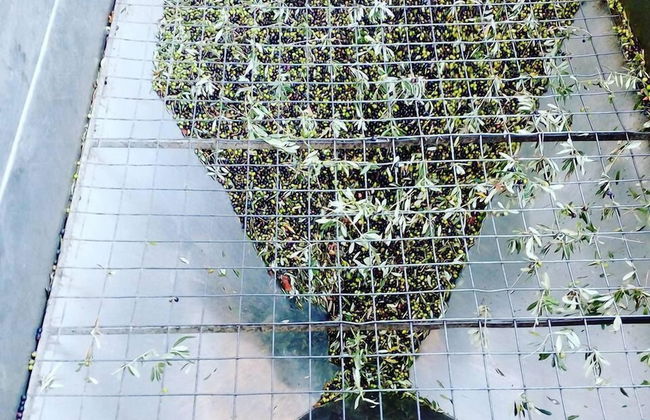 Villa Rucellai - Foto 33