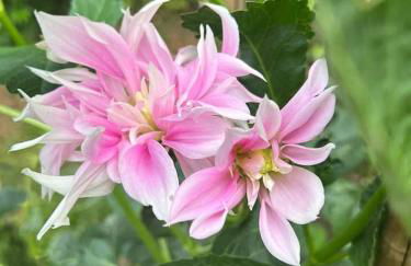 Osprey Cottage In Easton on the Hill - Foto 15