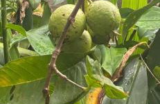 Chácara Gomes - Caiubura - Bertioga - Foto 42