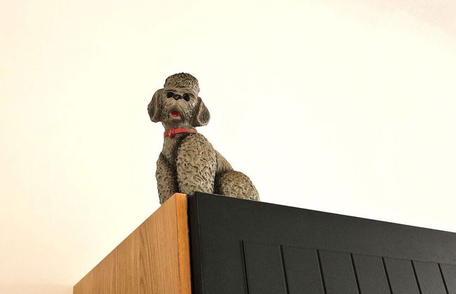 Orange Palm - Foto 30