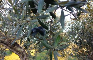 Herdade do Monte Outeiro - Turismo Rural - Foto 6