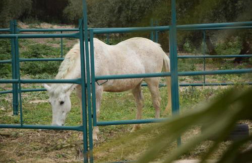 Finca Los Jacaros - Foto 46