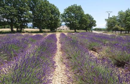 Gite Amandier, Ferme Bel Air, Riez - Foto 20