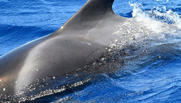 Observation de dauphins et de baleines à La Gomera