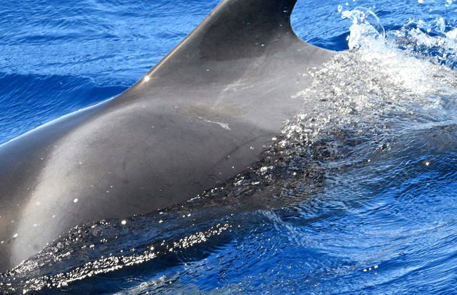 Observation de dauphins et de baleines à La Gomera - Photo 5