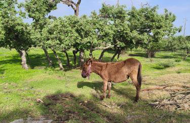 Tapada das Carvalhas - Foto 20