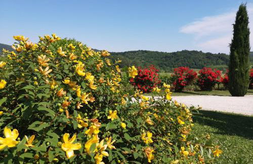 Pizzulin - Wine & Living - Foto 39