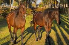 Agriturismo I Leprotti - Photo 4