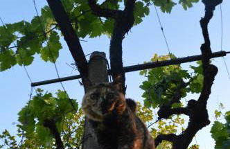 Azienda Agricola Campion - Foto 45