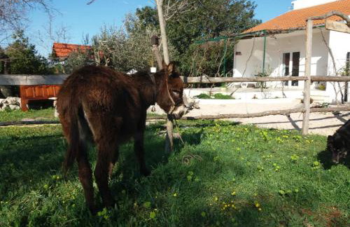 Hvar Mediterranean Ranch House - Foto 72