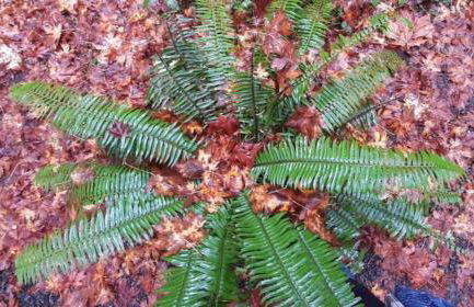 Blissful Solitude Cottage - Foto 52