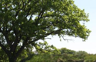 Buzzard's Nest Glamping Walnut - Foto 10