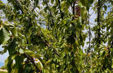 Agriturismo Il Sorbo Appartamento Lavanda - Foto 16