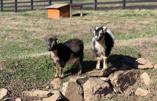 Blue Ridge Cottage Modern Solace in the Mountains - Foto 28