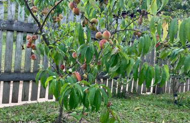 Chacara Sossego da Natureza - Foto 20